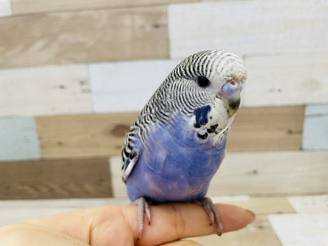 ジャンボセキセイインコ