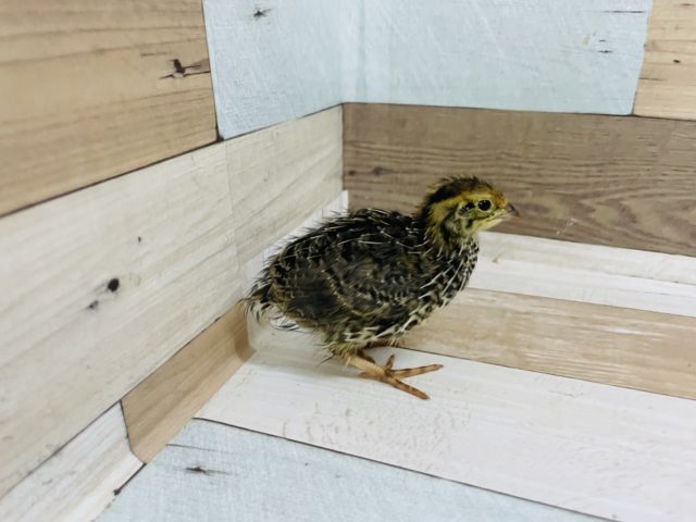 ヒメウズラ・並ウズラ