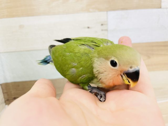 コザクラインコ（小桜インコ）