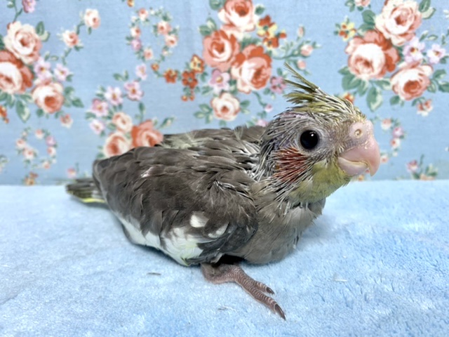 オカメインコ