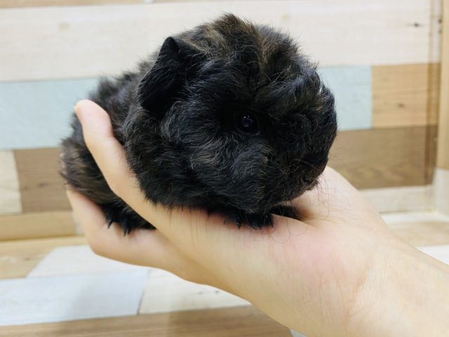 テッセルモルモット