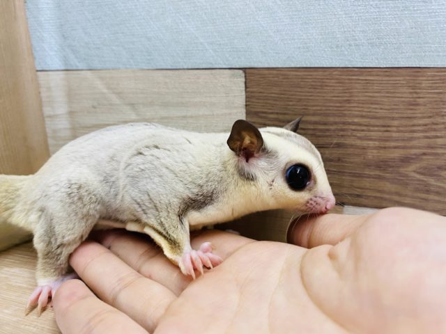 フクロモモンガ