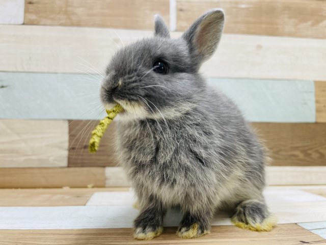 ネザーランドドワーフ