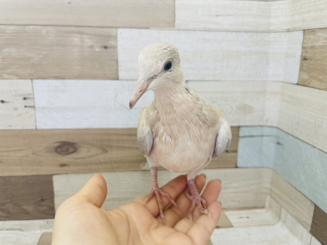 ジュズカケバト