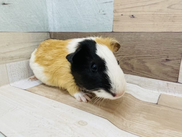 イングリッシュモルモット