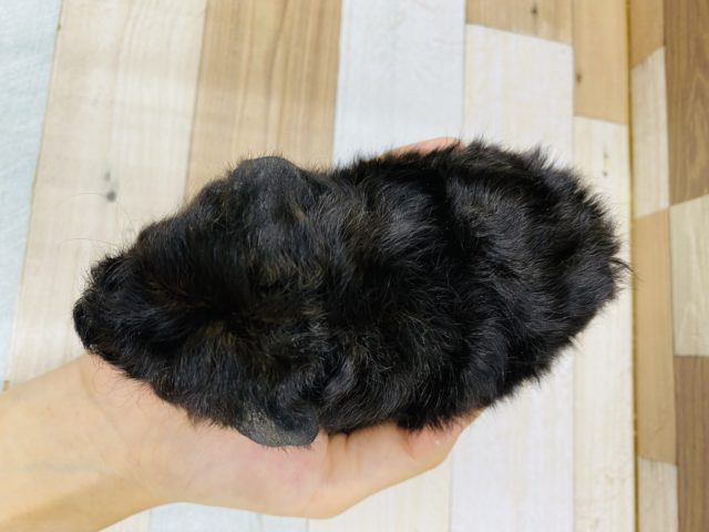 テッセルモルモット