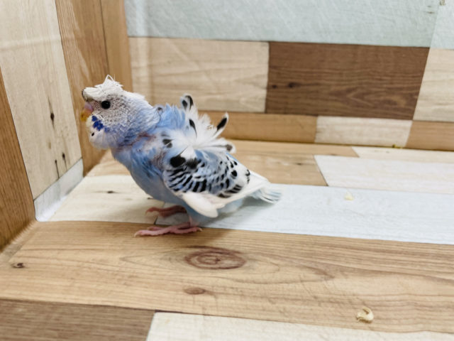 羽衣セキセイインコ