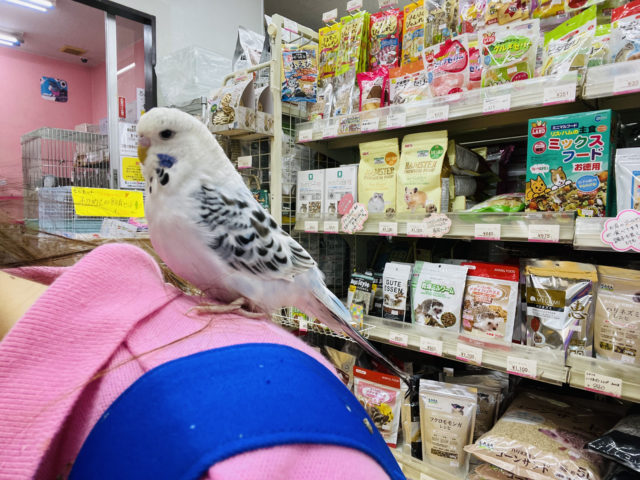 ジャンボセキセイインコ