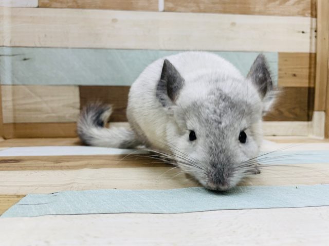 チンチラ