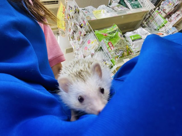 ハリネズミ（ヨツユビハリネズミ）