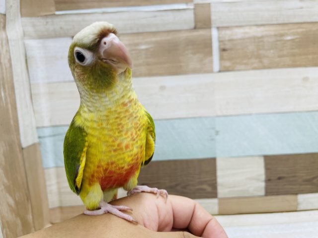 ホオミドリウロコインコ