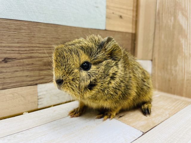 アビシニアンモルモット