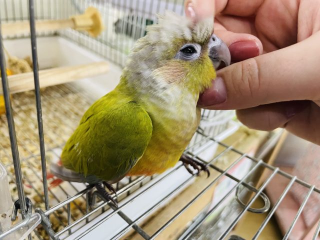 ホオミドリウロコインコ