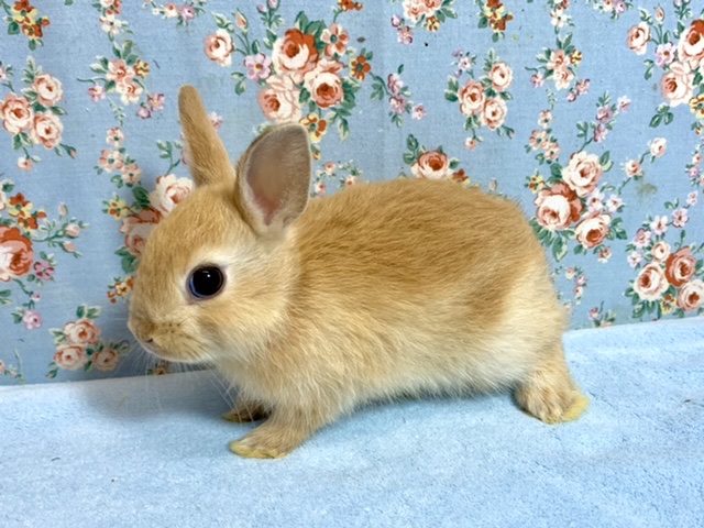 ネザーランドドワーフ