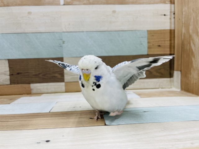ジャンボセキセイインコ