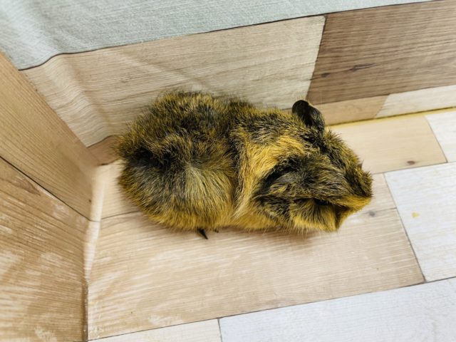 アビシニアンモルモット