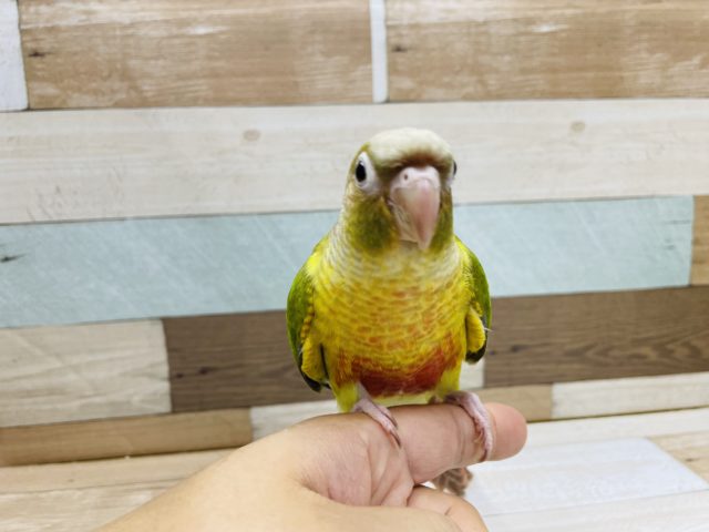 ホオミドリウロコインコ
