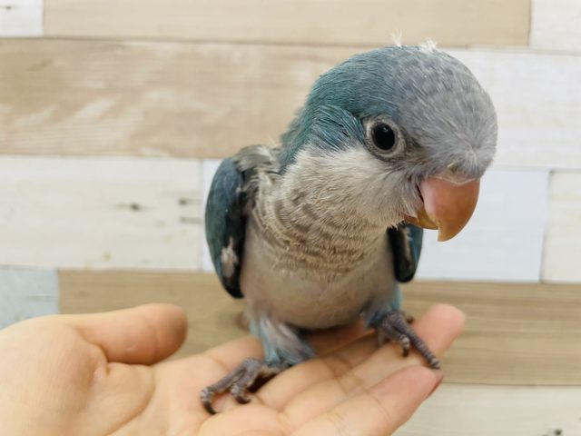 オキナインコ