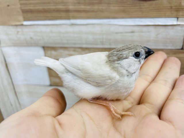 錦花鳥（キンカチョウ）