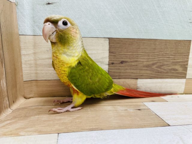 ホオミドリウロコインコ