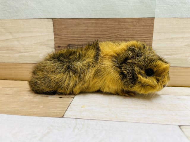 アビシニアンモルモット