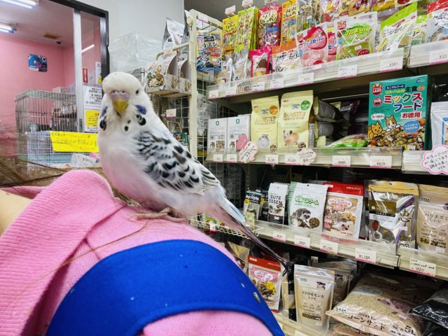 飛ぶよ!?ポーズが激かわ♥ジャンボセキセイインコ! ジャンボセキセイインコ