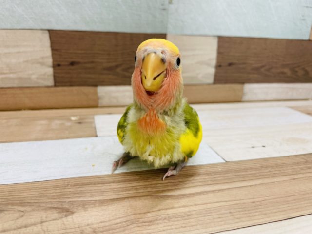コザクラインコ（小桜インコ）