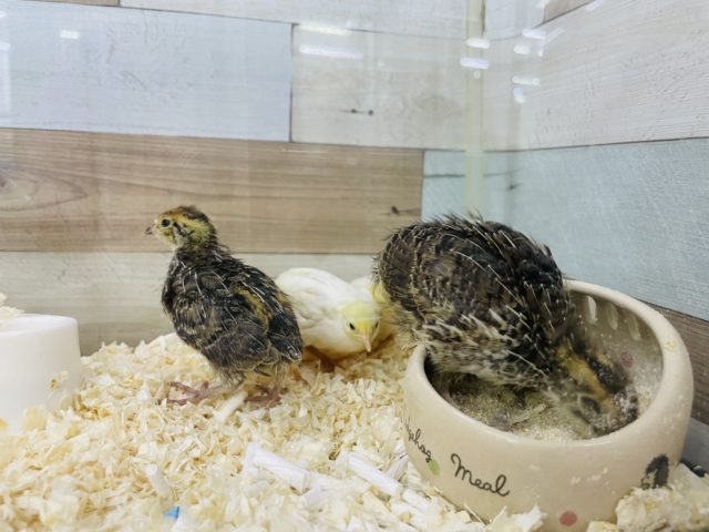 ヒメウズラ・並ウズラ