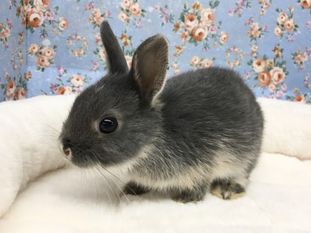 ドワーフラビット