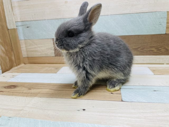 ネザーランドドワーフ