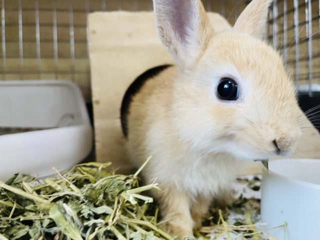 ネザーランドドワーフ