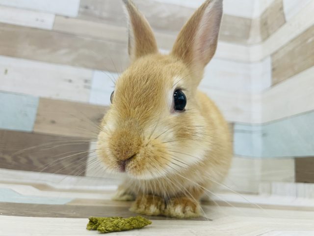 ネザーランドドワーフ