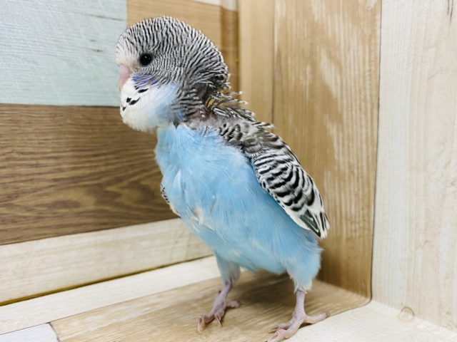 ジャンボセキセイインコ