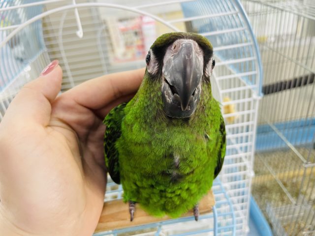 ズアカハネナガ