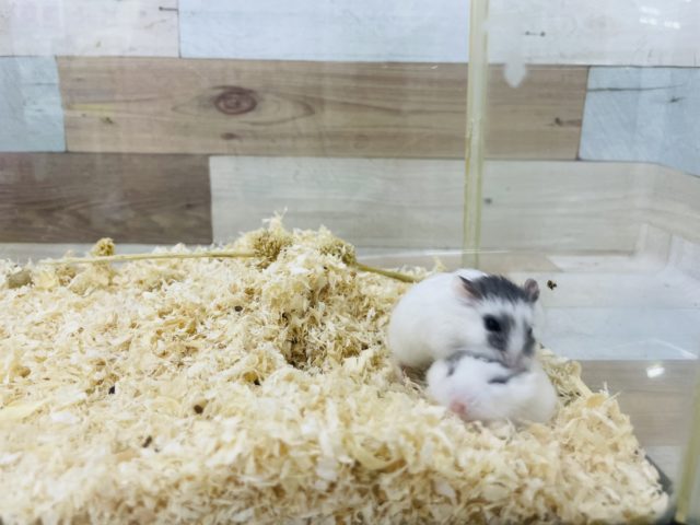  ロボロフスキーハムスター