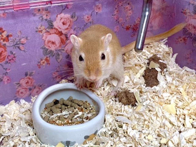 カラージャービル（スナネズミ）