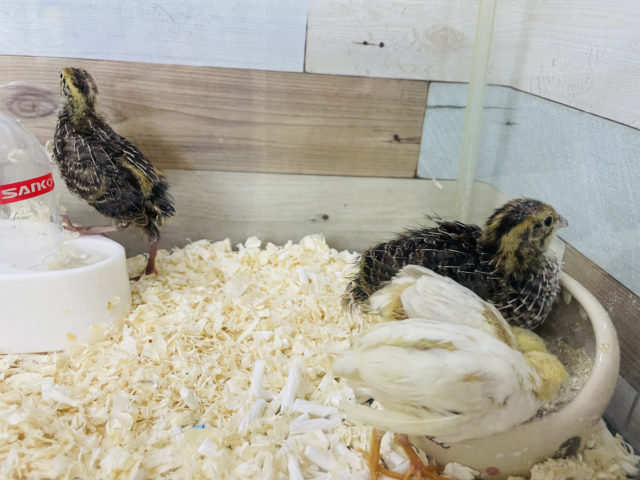 ヒメウズラ・並ウズラ