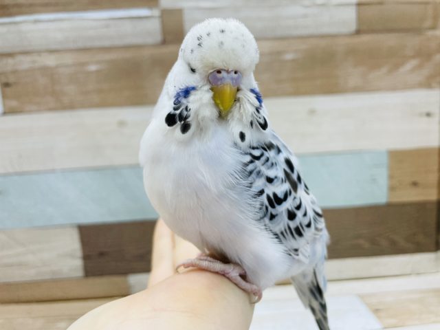 ジャンボセキセイインコ