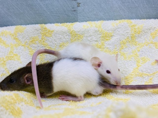 ファンシーラット