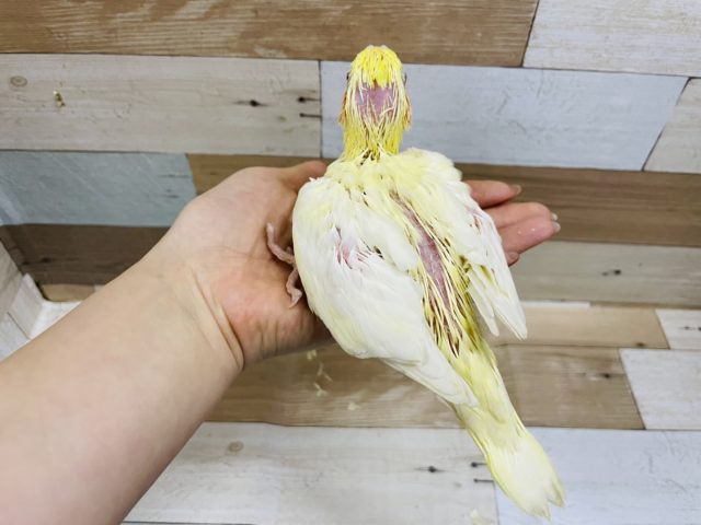 オカメインコ