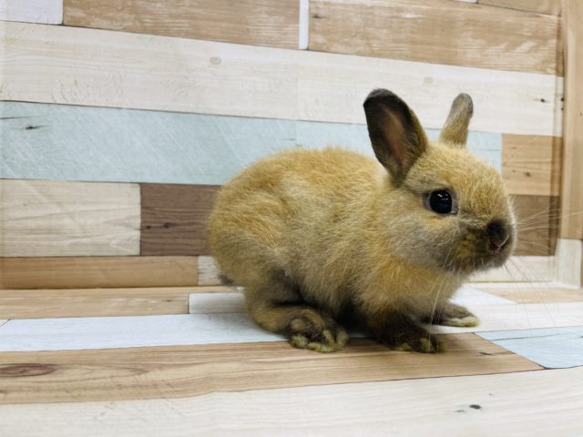 ネザーランドドワーフ