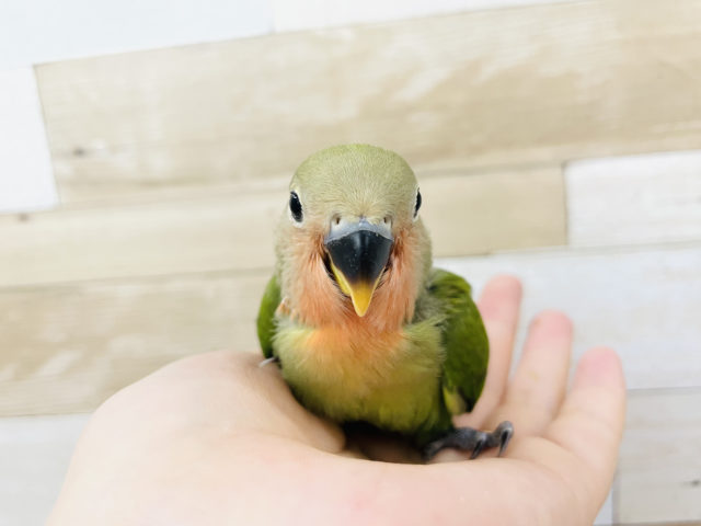 コザクラインコ（小桜インコ）