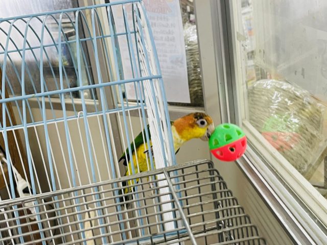 シロハラインコ