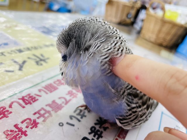 ジャンボセキセイインコ