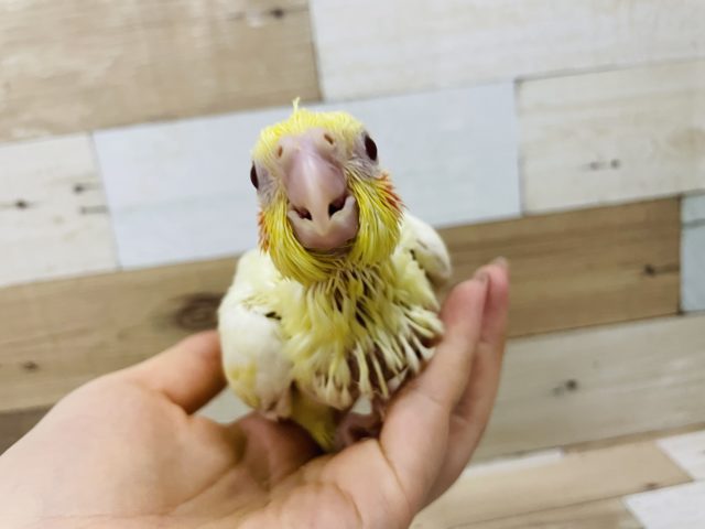 オカメインコ