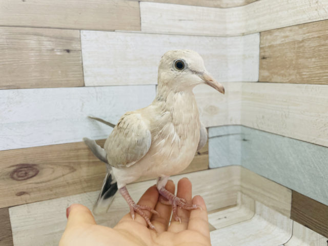 ジュズカケバト