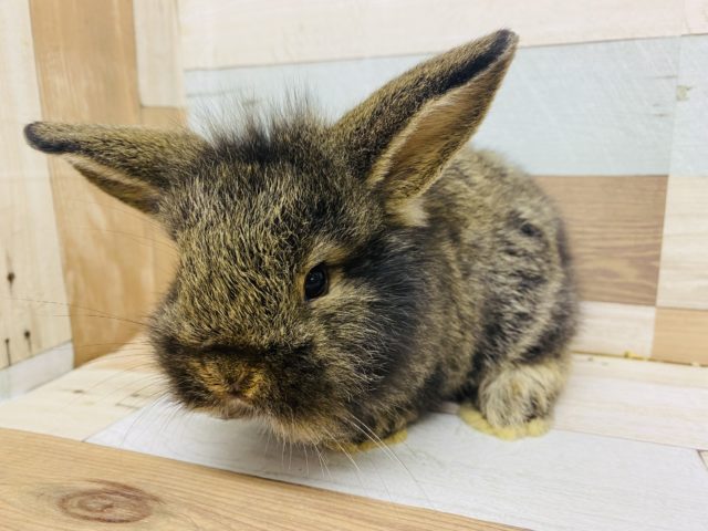 ロップイヤーラビット