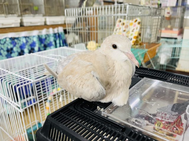 プラケースの上が定位置★ジュズカケバト! ジュズカケバト