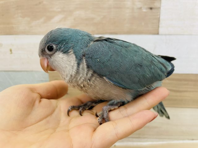 オキナインコ