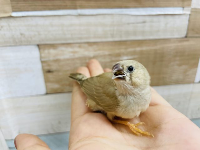錦花鳥（キンカチョウ）